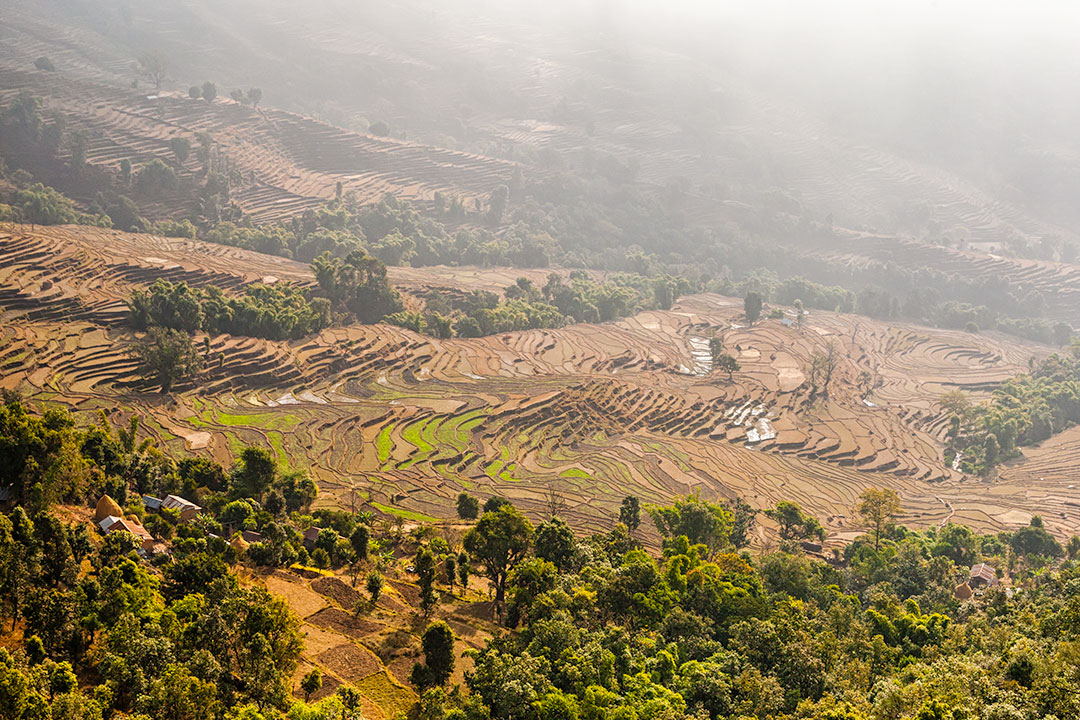 Rice Terraces, Nepal